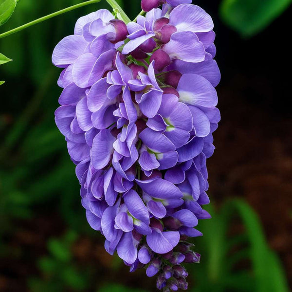 Semillas de Glicina Japonesa
