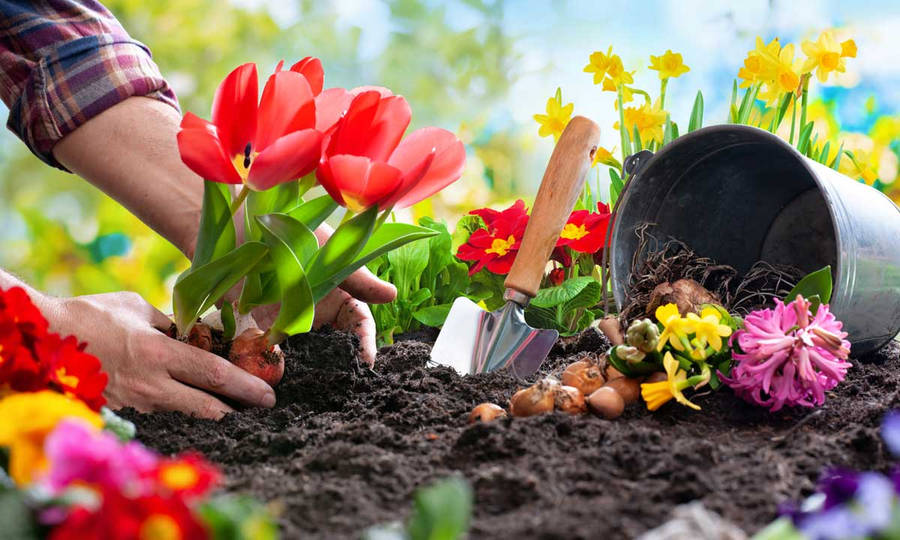 Jardineria