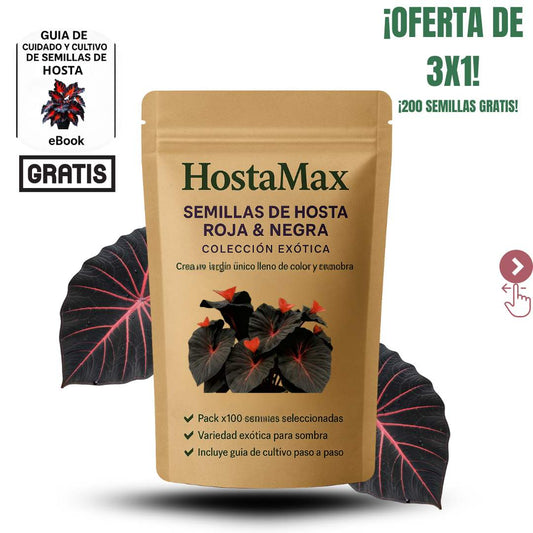 Semillas de Hosta roja y negra 3X1  HostaMax®- semillas exclusivas