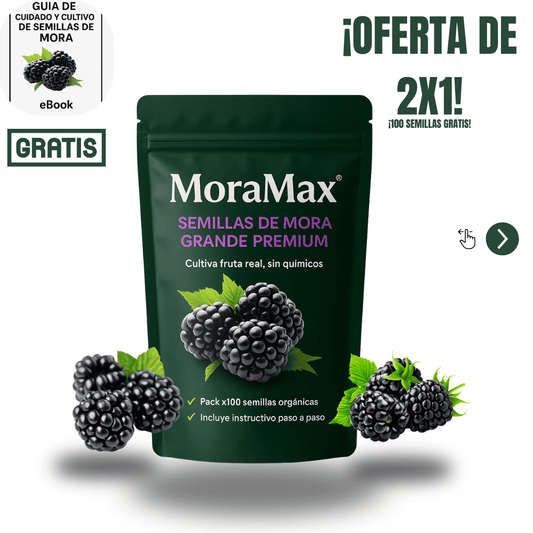 Semillas de Mora Grande Premium |MoraMax® 2x1 (100 semillas gratis)