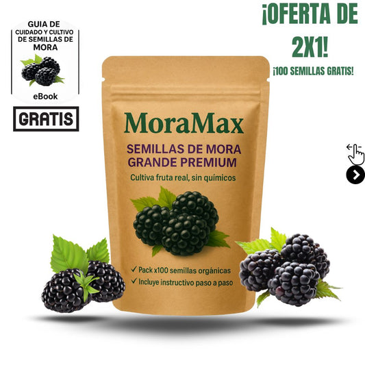 Semillas de Mora Grande Premium |MoraMax® 2x1 (100 semillas gratis)