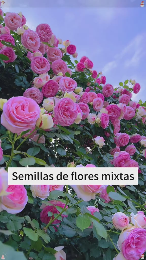 Cargar video: 